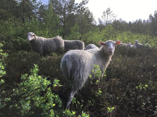 Moorschnucken, © Gero Weidlich