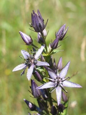 Moorenzian, © Andrea Arends