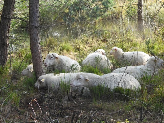 Moorschnucken, © Sabine Tappertzhofen
