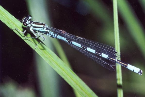 Speer-Azurjungfer, männlich, © Günther Burk