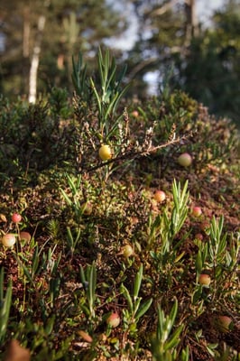 Moosbeeren und Rosmarinheide, © Jonas Meyer