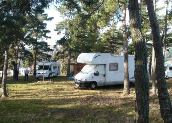 Bubu sous les arbres du Miron