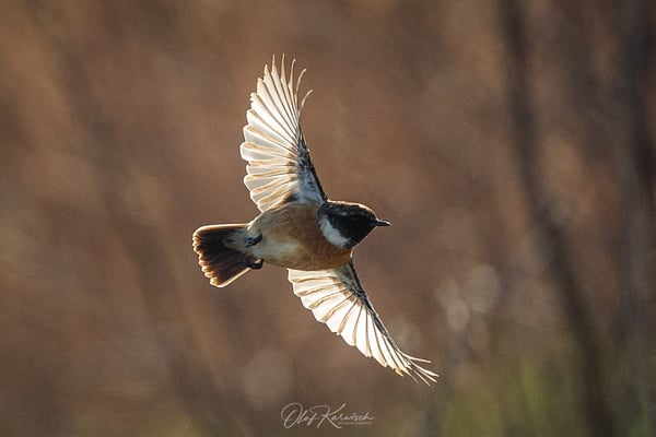 Schwarzkehlchen im Flug