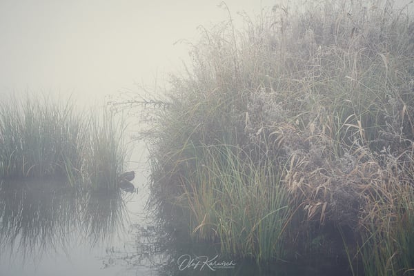 Teichhuhn verstecke sich hinter dem Gras