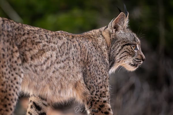 Iberische Luchs