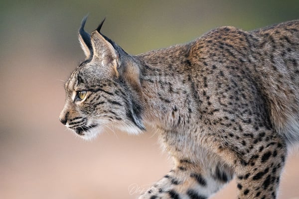 Luchs auf dem Weg zuck