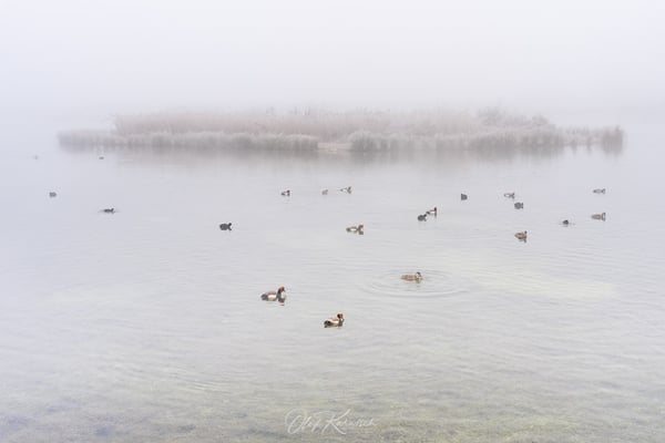Kolbenenten im Nationalpark Tablas de Daimiel
