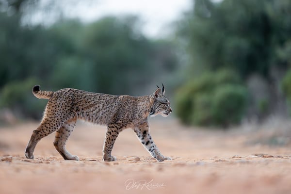 Iberische Luchs
