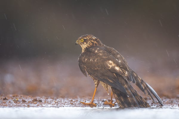 Der Sperber wird vom Regen überrascht