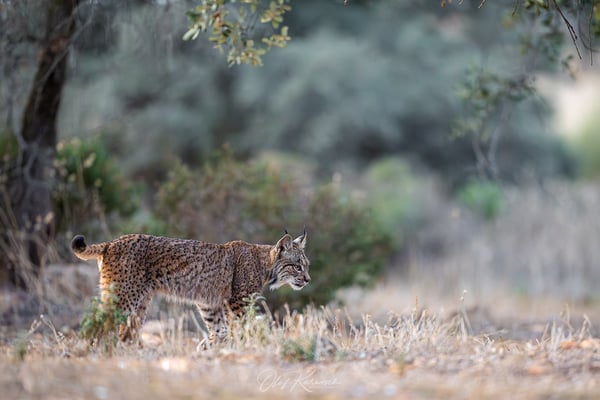 Iberische Luchs