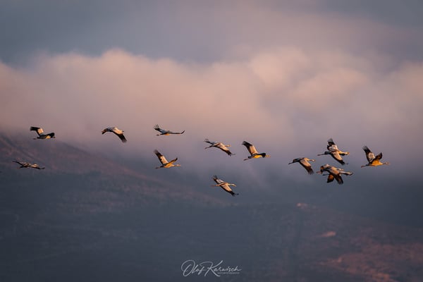 Noch ein Trupp Kraniche