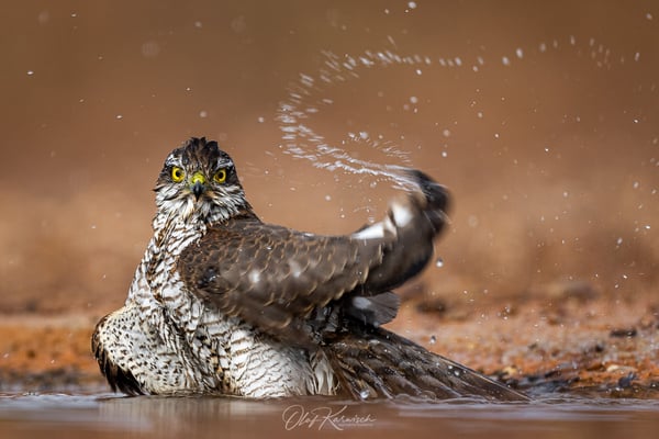 Sperber-Weibchen taucht