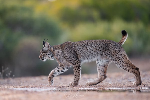 Junger Iberische Luchs wandert durch sein Revier