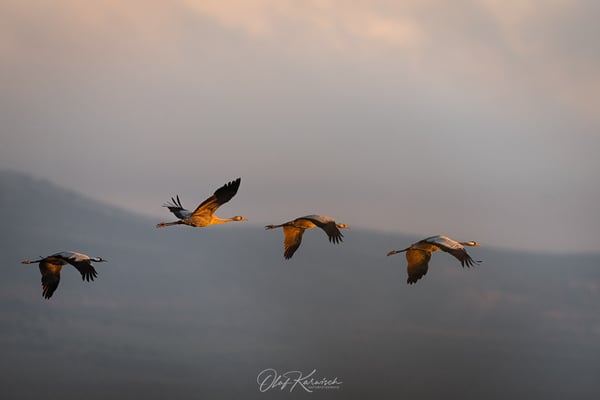 Kraniche auf dem Flug zur Futterstelle