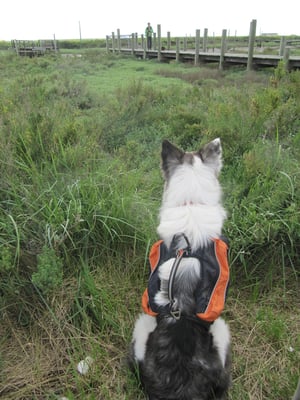 Darwin veille sur son "groupe"