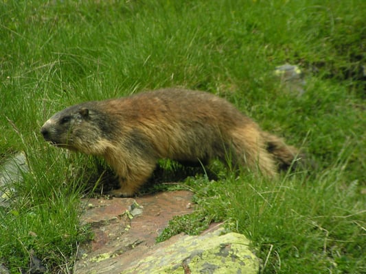 La Faune de montagne