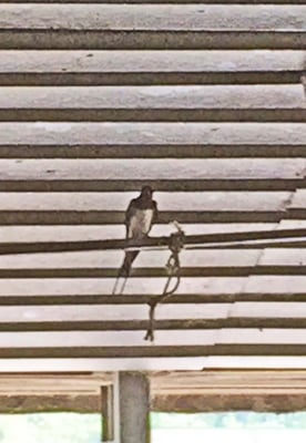 Eine Rauchschwalbe im Stall