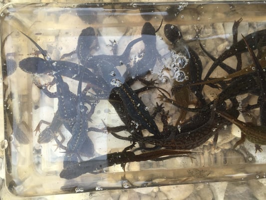 Fangerfolge: Berg- und Fadenmolche