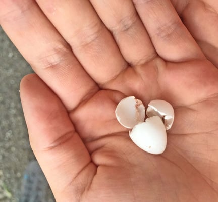 Eierschalen von Mehlschwalben