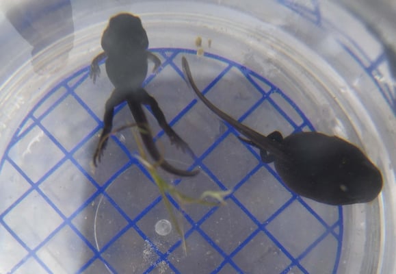 Kaulquappe auf dem Weg zur Kröte