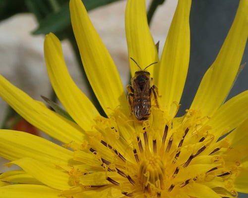Wildbiene auf Blüte