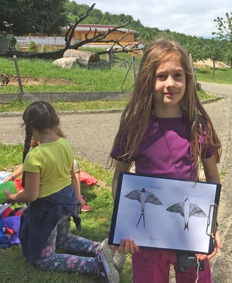 Rauchschwalbe und Mehlschwalbe