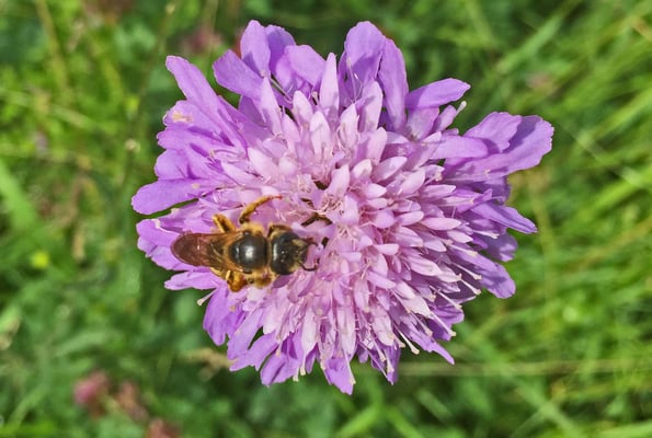 Wildbiene beim Nektar sammeln
