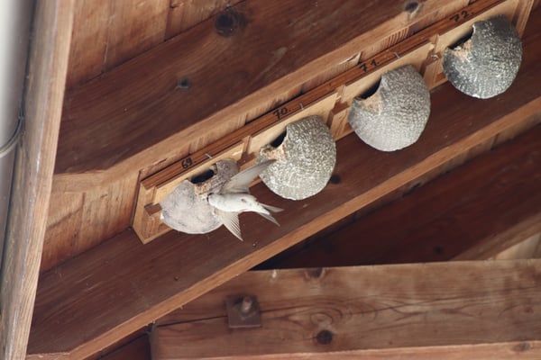 Mehlschwalbe Hof Andreas Aebi