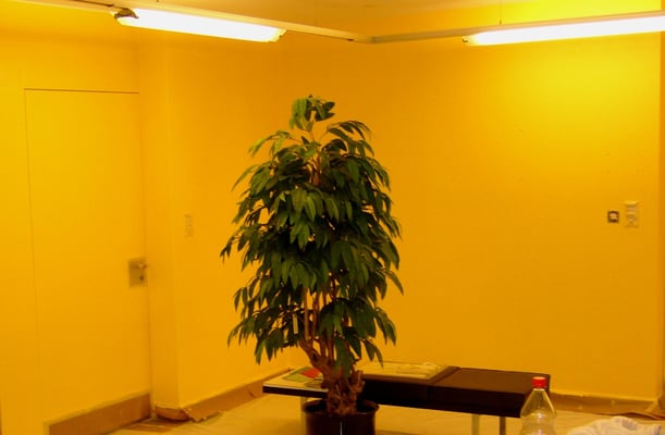 Gemeinde Steinach - innere Malerarbeiten