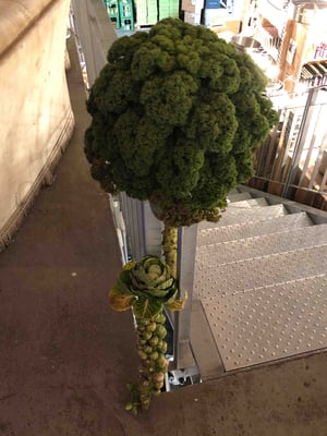 Direkt vom Feld: frisch gepflückter Rosenkohl, noch am Strunk, für den Hobenschnack.