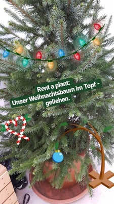 Der Baum wird im Topf angeliefert...