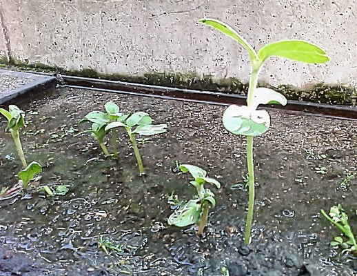 歩道沿いの植樹の根元に種をまいた種が発芽