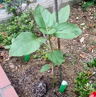 プランターから庭に移植