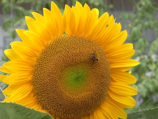 石巻市立飯野川第一小学校の写真を使っていただきました。