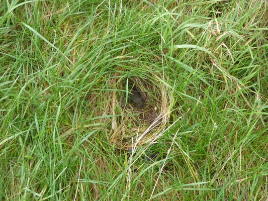 badger snuffle hole