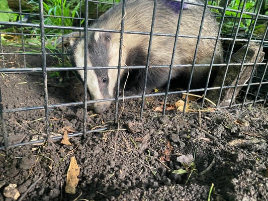 Badger Cub - vaccinated  June 2024
