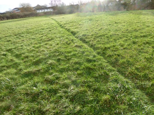 Badger path across field