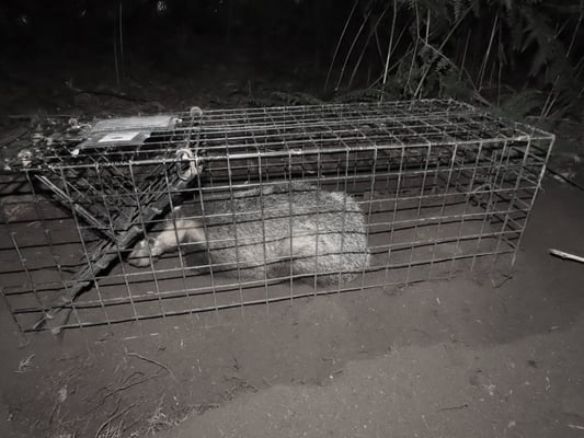Badger in vaccination cage