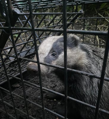 Adult badger - vaccinated June 2024