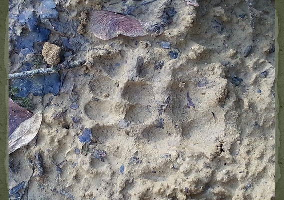 Badger paw print