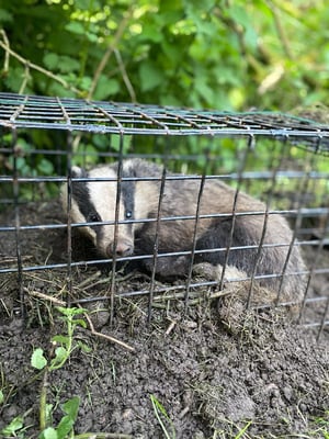 A badger cub warily watches the vaccination team approach