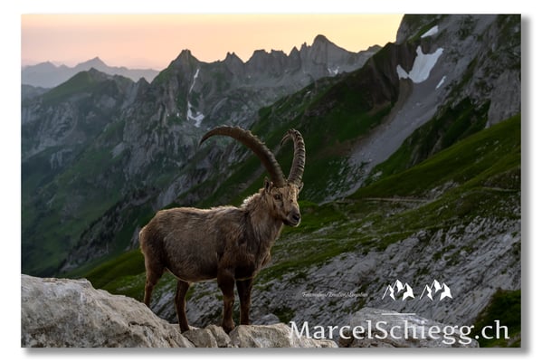 Marcel Schiegg, Marcel Schiegg Fotografie, Alpensteinbock, Steinbock, Wildtiere