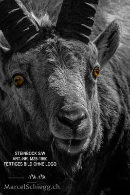 Marcel Schiegg, Alpensteinbock, Steinbock, Steinböcke