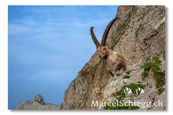 Marcel Schiegg, Marcel Schiegg Fotografie, Alpensteinbock, Steinbock, Wildtiere, Alpstein
