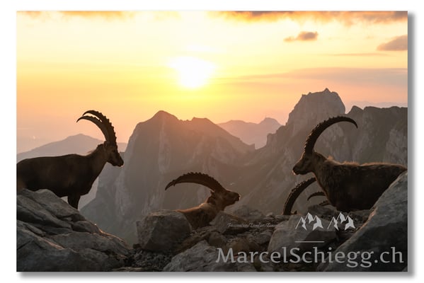 Steinbock/Alpstein Art.-Nr. MZ7-0819