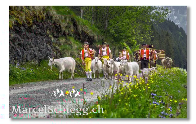 Marcel Schiegg Fotografie, Tradition, Brauchtum, Alpfahrt, Oeberefahre, Appenzell, Alpstein, Sämtis, Ziegen