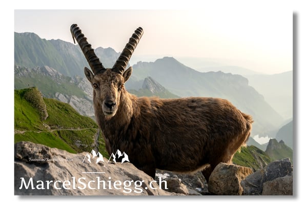 Marcel Schiegg, Marcel Schiegg Fotografie, Alpensteinbock, Steinbock, Wildtiere, Alpstein