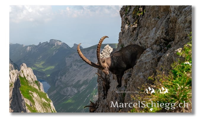 Marcel Schiegg, Marcel Schiegg Fotografie, Alpensteinbock, Steinbock, Wildtiere
