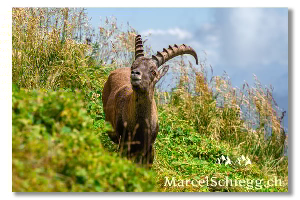 Marcel Schiegg, Marcel Schiegg Fotografie, Alpensteinbock, Steinbock, Wildtiere