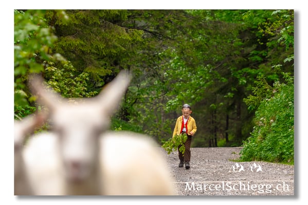 Marcel Schiegg Fotografie, Tradition, Brauchtum, Alpfahrt, Oeberefahre, Appenzell, Appenzellerland, Alpstein, Sämtis
